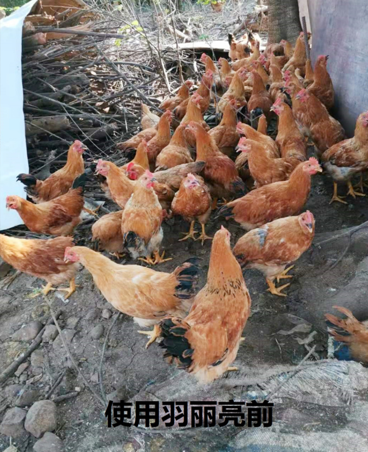 羽丽亮试验效果图