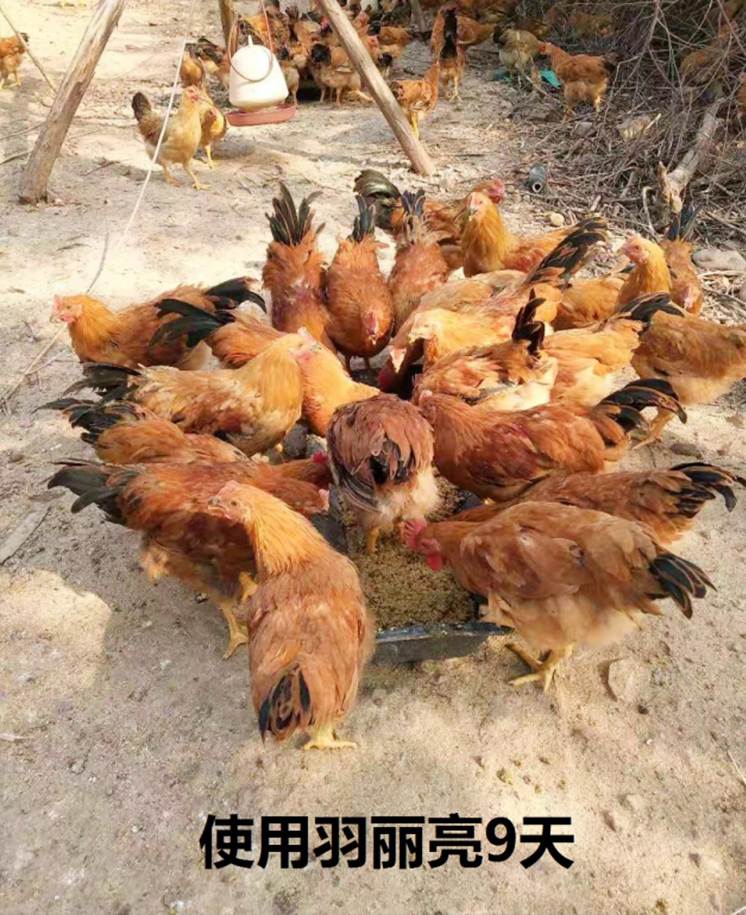 羽丽亮试验效果图